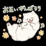 Samoyed-san in Spring