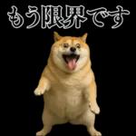 ガンギマリの柴犬＠エロ・日常会話