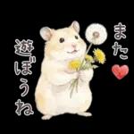 ゴールデンハムスター♡キンクマ