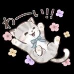 毎日使える♡大人可愛いガーリーキャット2