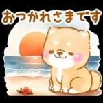 大人の夏❤️いやしばいぬ❤️柴犬