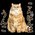 うんこ★リアルな猫