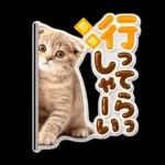 かわいい猫の写真 ぷくぷく