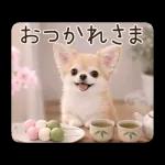 春のほんわかチワワ♡