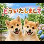 飛び出す♡雨の日わんこ