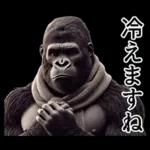 【冬】イケメンゴリラ