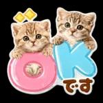 かわいい猫の写真 ぷくぷく