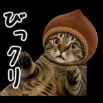 キジトラ猫飼いさんのダジャレ