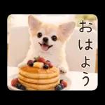 春のほんわかチワワ♡