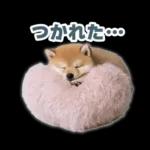 リアクションする柴犬【連絡用・日常会話】