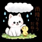 スタンプ・雨の日サモエド