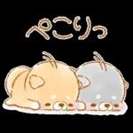 初夏❤️いやしばいぬ❤️16/柴犬