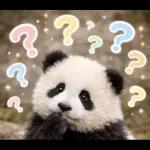 飛び出す♡まいにちパンダ