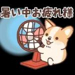 コーギーにとっての雨季と初夏