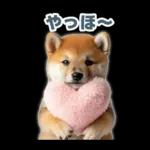 リアクションする柴犬【連絡用・日常会話】