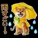 梅雨初夏♡わんこ