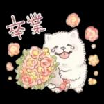 Samoyed-san in Spring