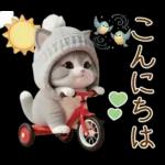 スコティッシュ猫 可愛いグレーニット 冬