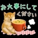 大人かわいい秋の癒し柴犬