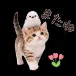 仲良し♡シマエナガと子猫ちゃん