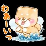 大人の夏❤️いやしばいぬ❤️柴犬