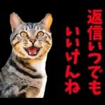 島根出雲弁☆にゃんこ