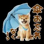 梅雨初夏♡わんこ