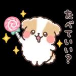 ふわふわシーズー 3歳児