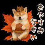 大人かわいい秋の癒し柴犬