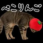キジトラ猫飼いさんのダジャレ