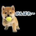 リアクションする柴犬【連絡用・日常会話】