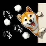 柴犬ワンダフル！！！！！