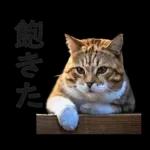 意外と使える！ネガティブなタイプの猫たち