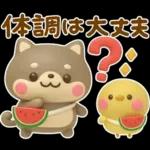 夏にかわいい♡豆柴日和