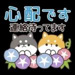 飛びだす！お返事シバイヌくん（雨の日）