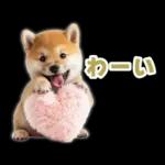 リアクションする柴犬【連絡用・日常会話】