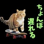 島根出雲弁☆にゃんこ