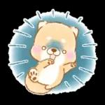 初夏❤️いやしばいぬ❤️16/柴犬