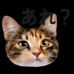 意外と使える！ネガティブなタイプの猫たち