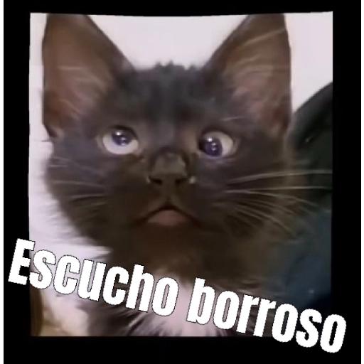 gaticos