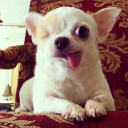 perritos 