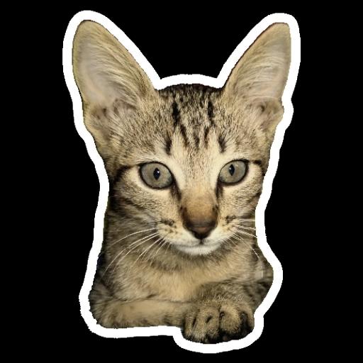 mis estiker