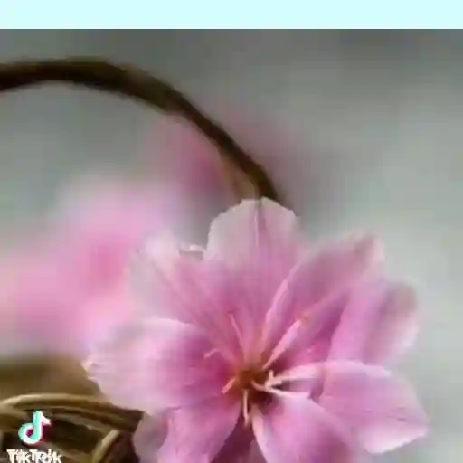 19 мая - С Днём Ландышей!