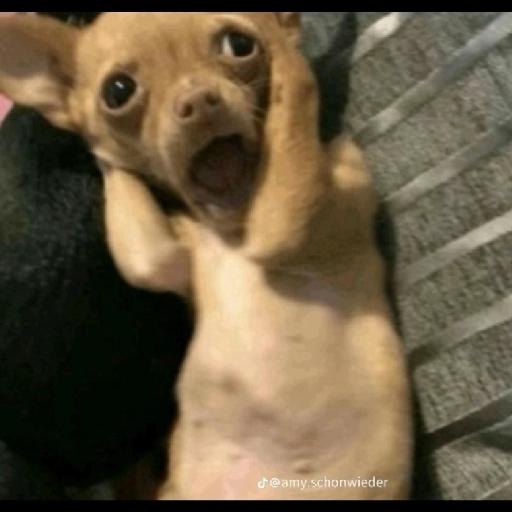 Oye eres el Amor de mi Vida, Te amo Corazón