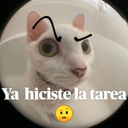perritos