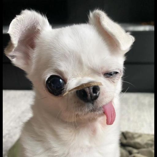 Bonita Noche