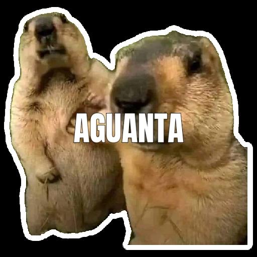 AGUANTA