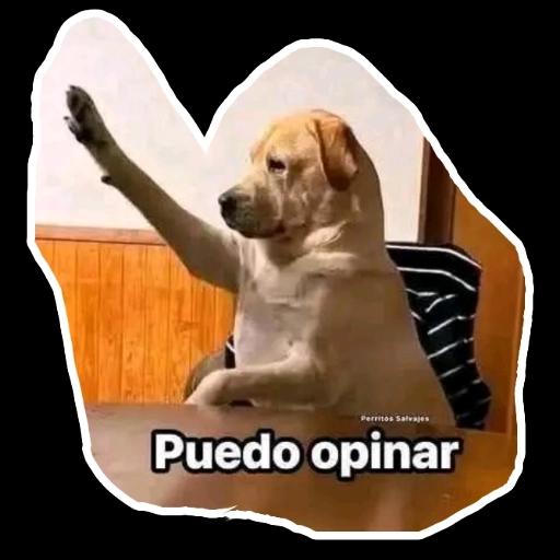 Puedo opinar
