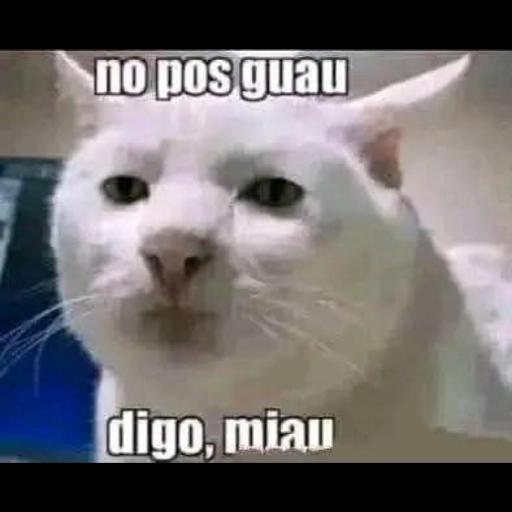 tantos carros y ninguno te atropella