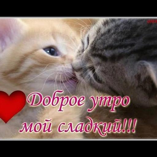 люблю 